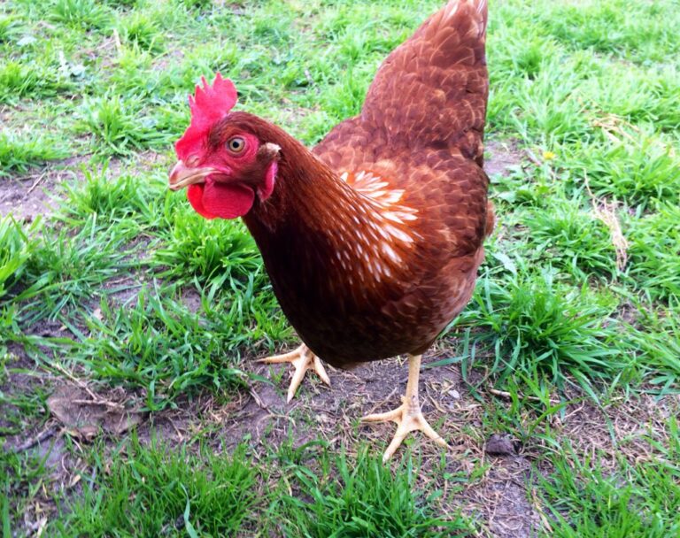 How Many Chickens Should You Start With? A Beginner's Guide to Flock Size