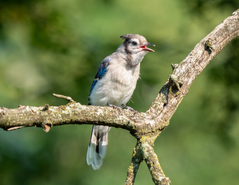 How to Attract Blue Jays Without Scaring Off the Little Birds