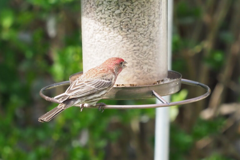 Why Birds Suddenly Stopped Coming to Your Feeder (and How to Win Them Back)
