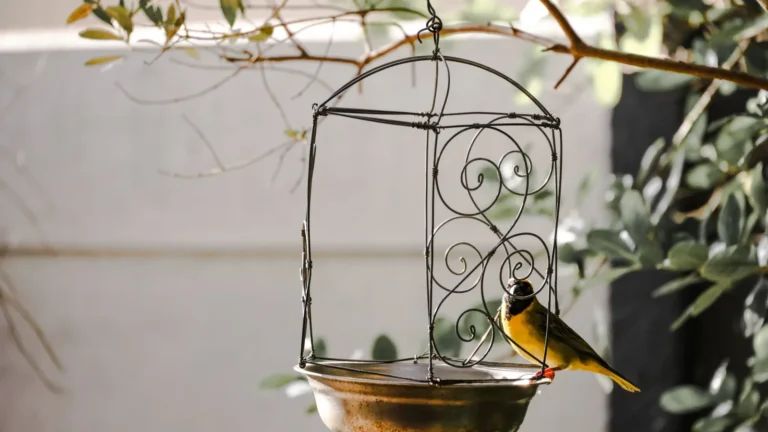 Best Bird Feeders for Beginners: Types, Placement, and What to Avoid