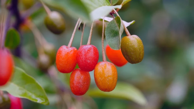Best Plants and Shrubs to Attract Birds to Your Yard