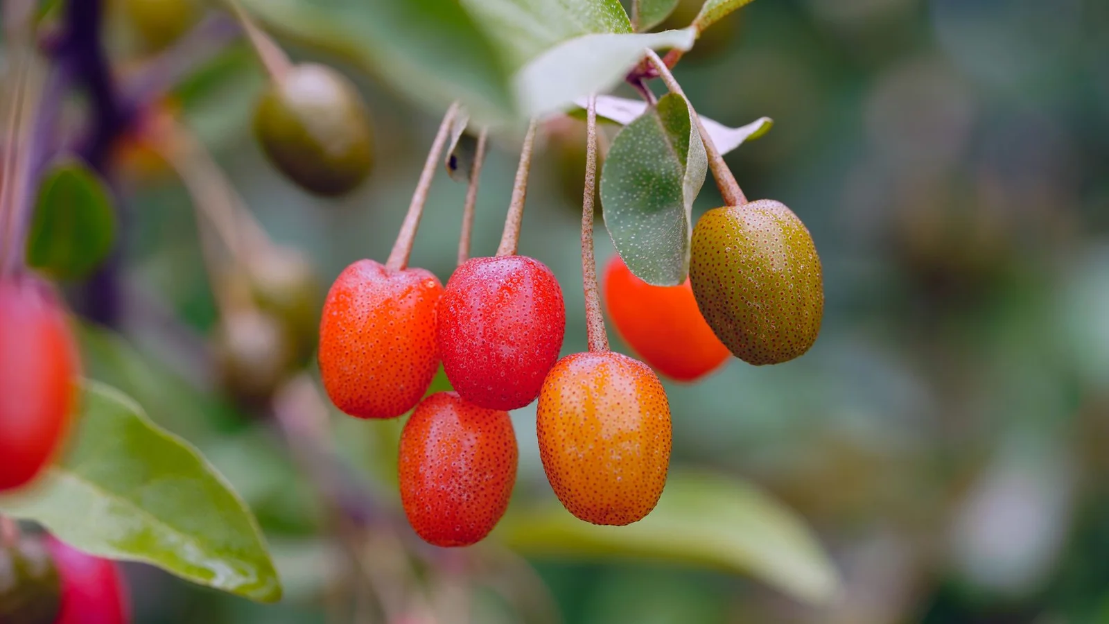 Best Plants and Shrubs to Attract Birds to Your Yard