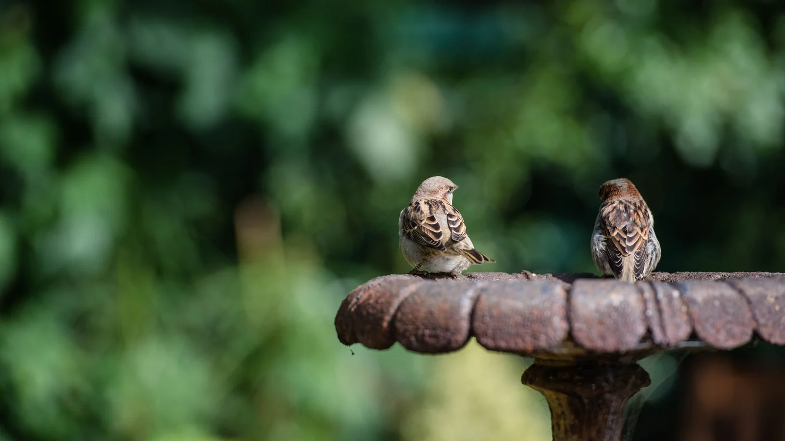 Bird Bath Basics: Water That Brings in More Birds Than Feeders