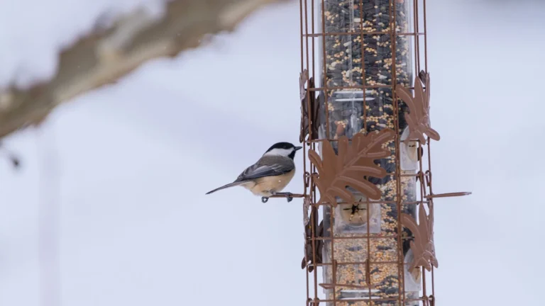 Feeding Backyard Birds in Winter: A Cold-Weather Guide