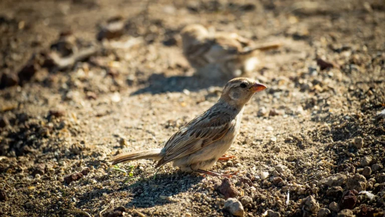 Ground-Feeding Birds: Juncos, Doves, and Sparrows