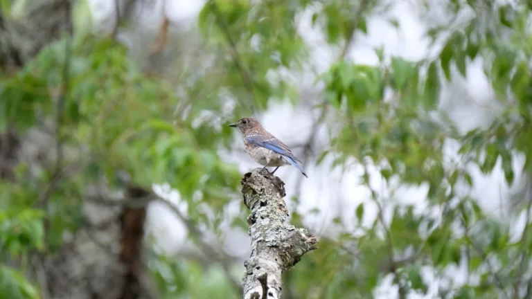 How to Attract Bluebirds to Your Yard
