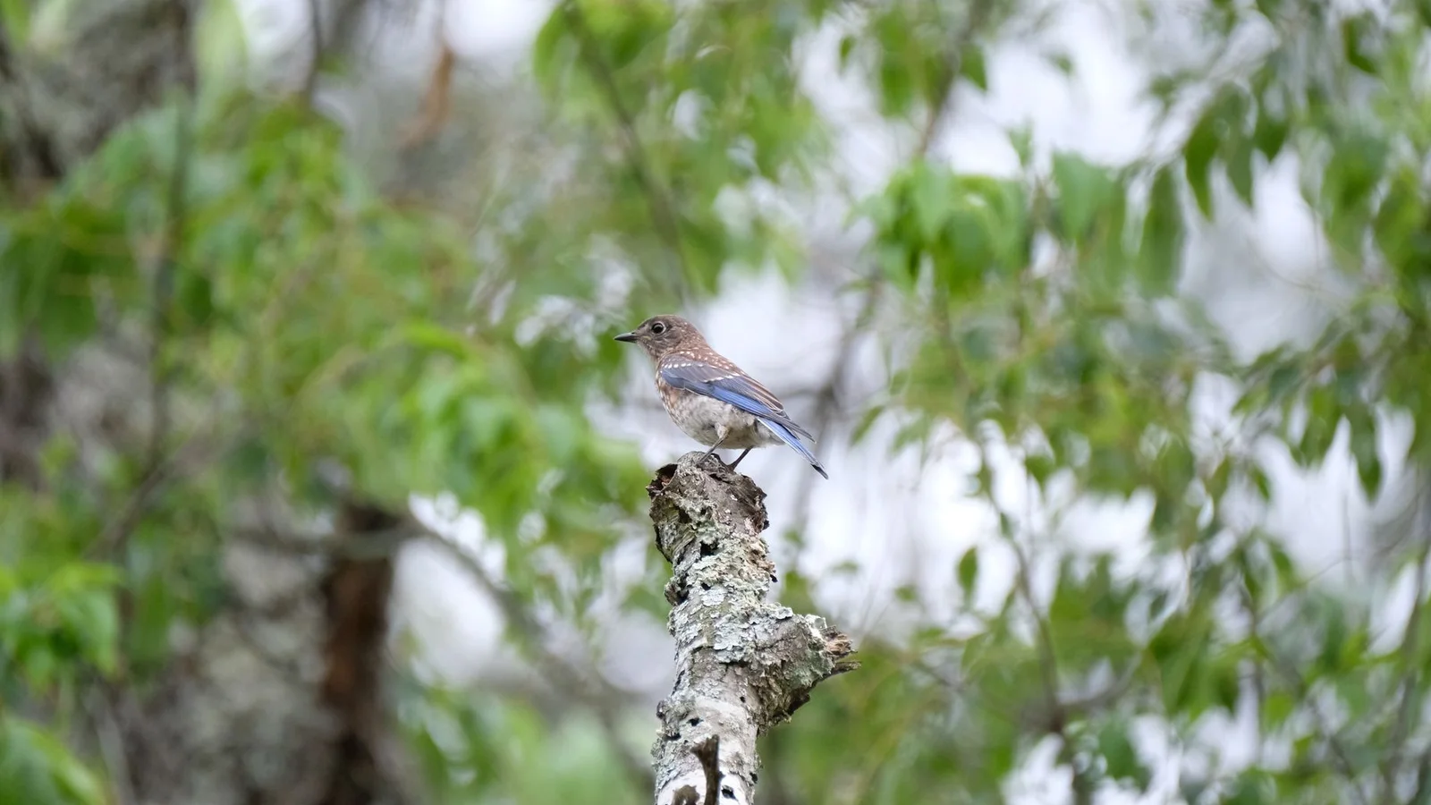 How to Attract Bluebirds to Your Yard