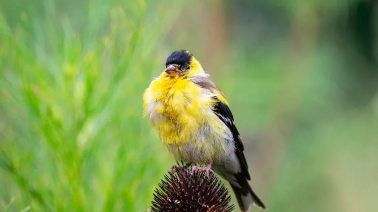 How to Attract Goldfinches with Nyjer and Sunflower