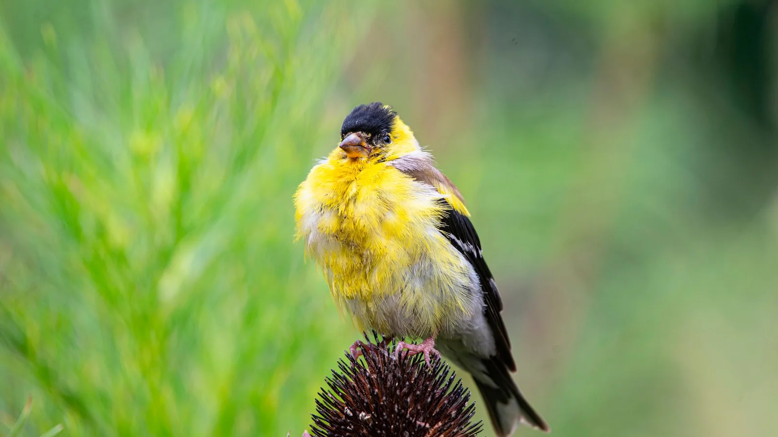 How to Attract Goldfinches with Nyjer and Sunflower