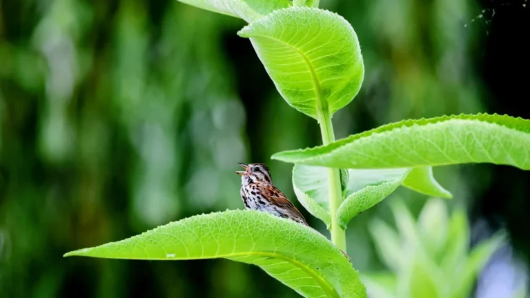 How to Attract More Songbirds to a Small Yard or Balcony