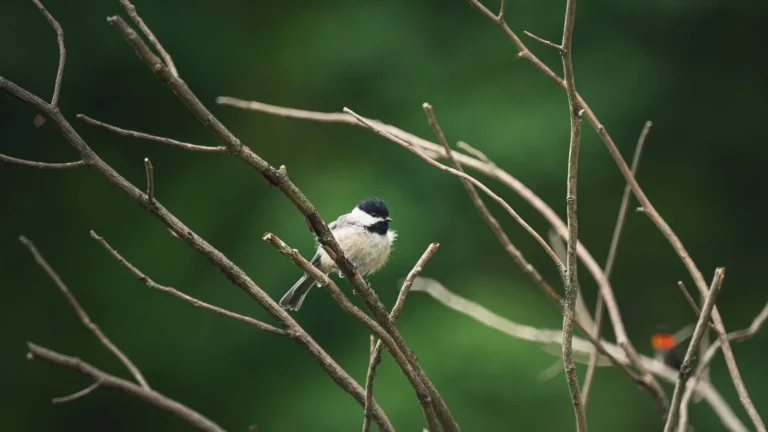 How to Identify Common Backyard Birds: A Beginner's Field Guide