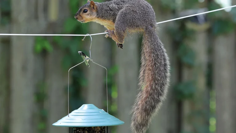How to Keep Squirrels Off Your Bird Feeders (Methods That Actually Work)