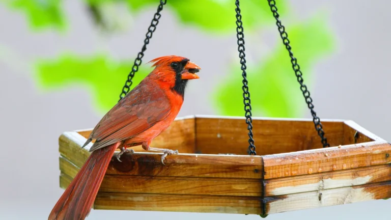 How to Start a Backyard Bird-Feeding Station: A Complete Beginner's Guide