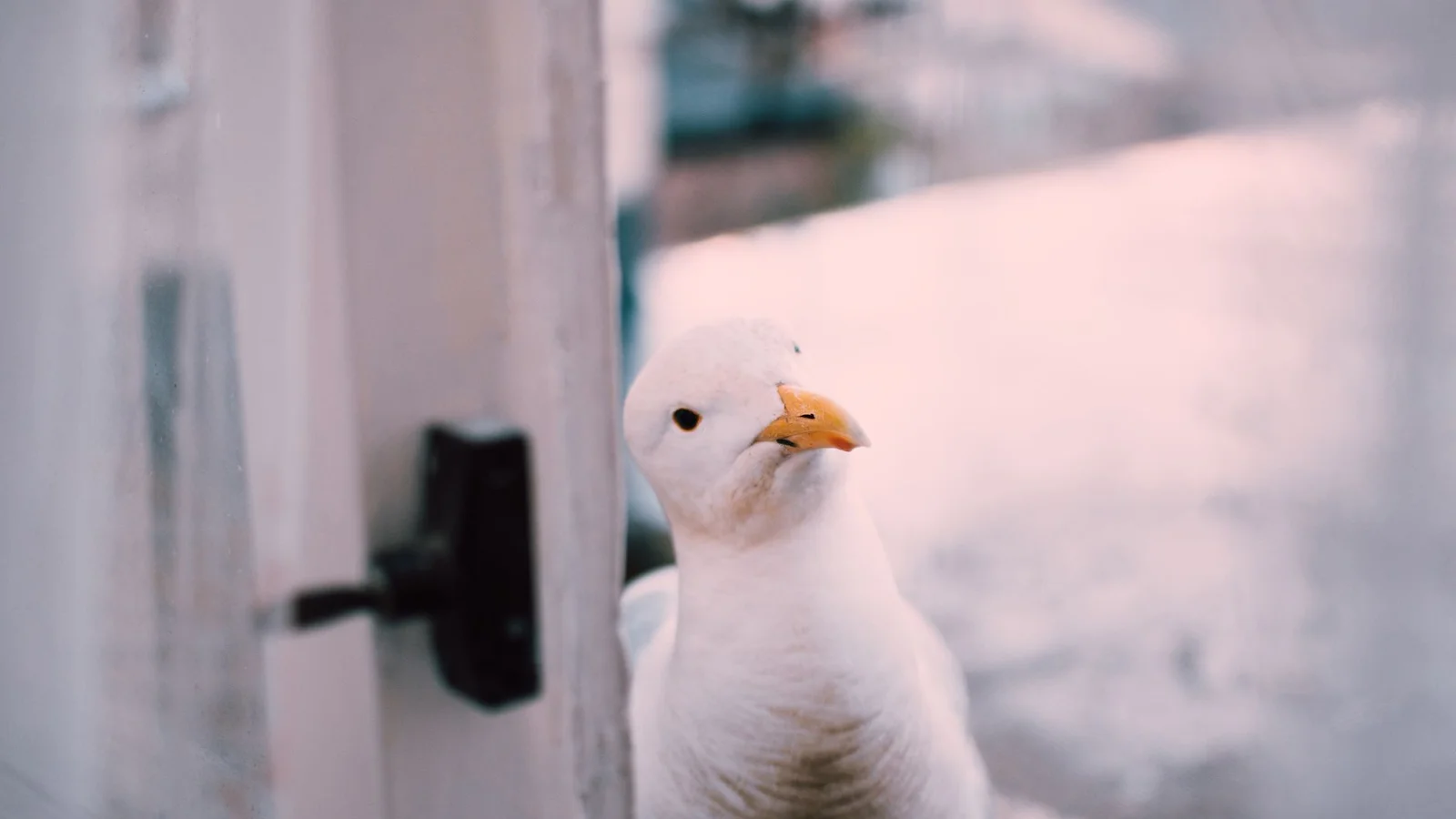 How to Stop Birds From Hitting Your Windows