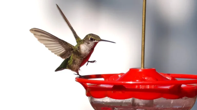 Hummingbird Feeders: Nectar Recipe, Placement, and Cleaning