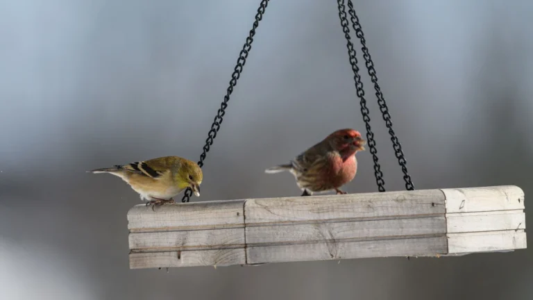 Platform, Tube, or Hopper: Choosing the Right Bird Feeder